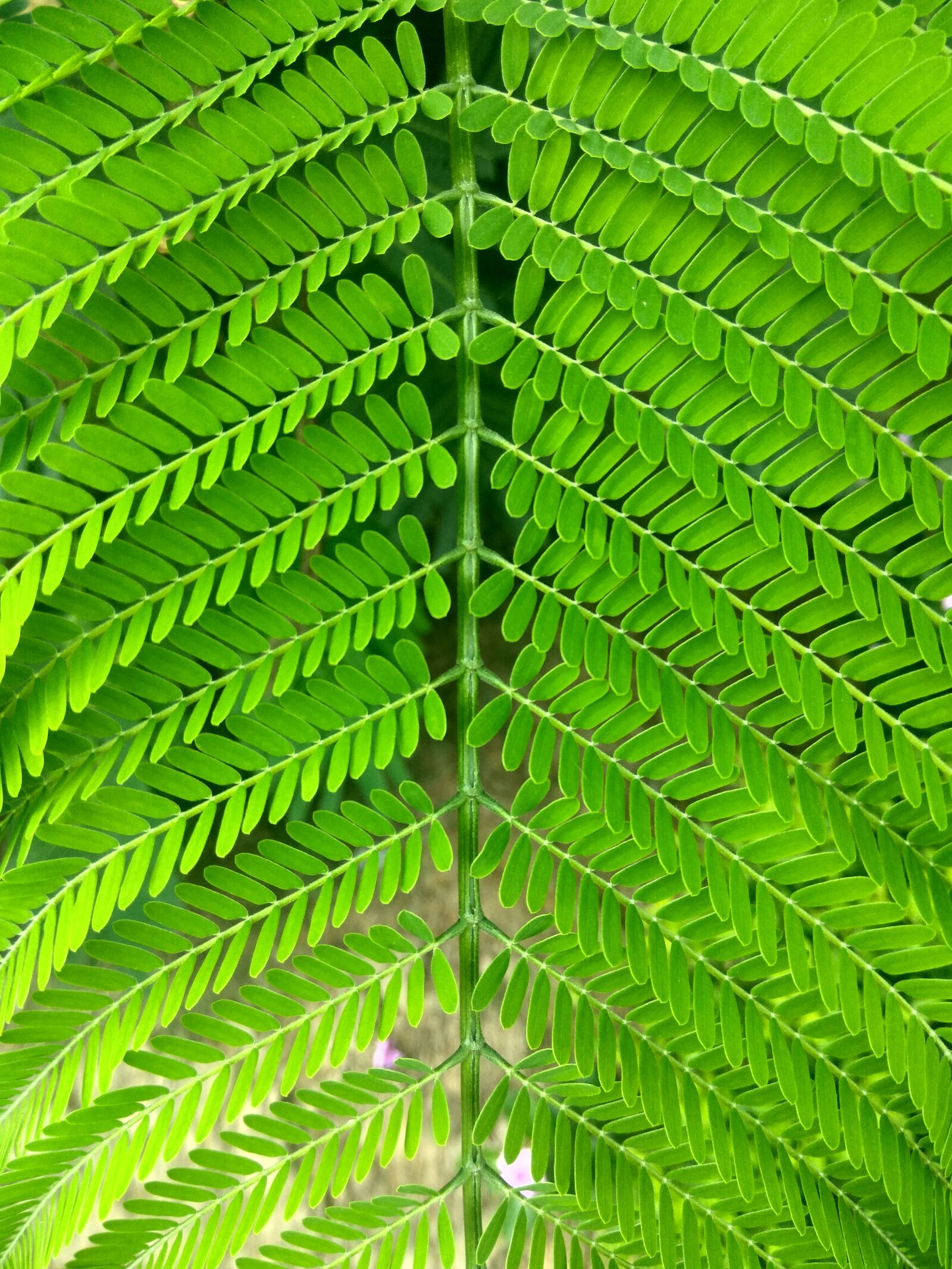 Xiaomi Redmi Note3 sample photo. Leaves, plant, green photography