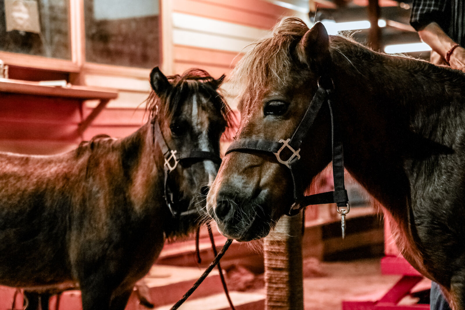 Samsung NX300 sample photo. Farm, horses, animals, pets photography