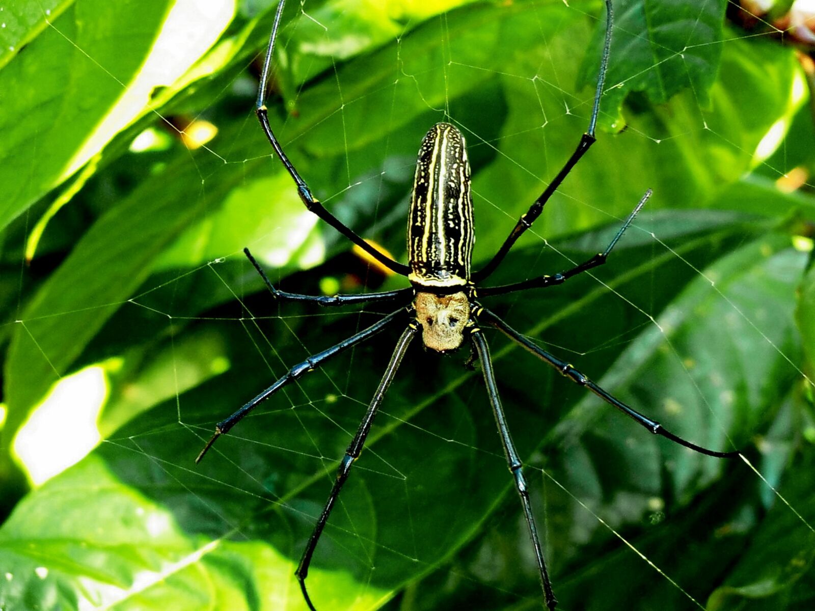 CASIO EX-H20G sample photo. Spider, web, nature photography