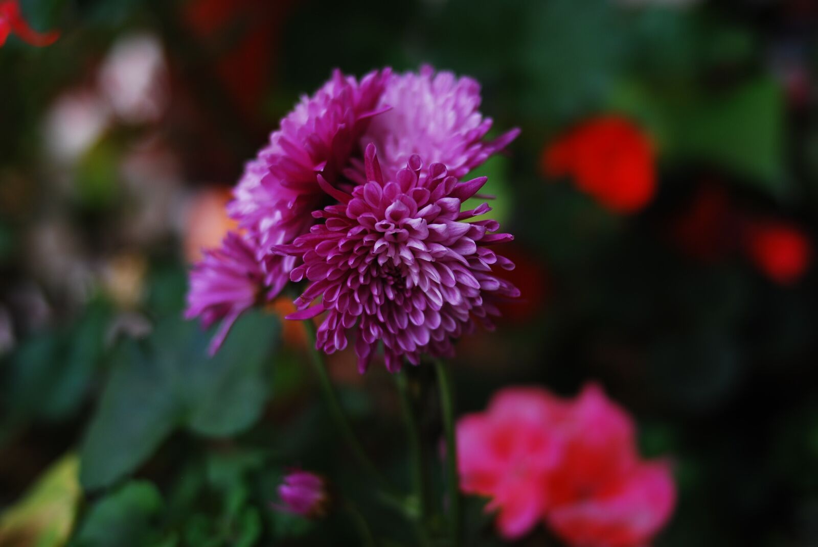 Nikon D60 sample photo. Flower, nature, plant photography