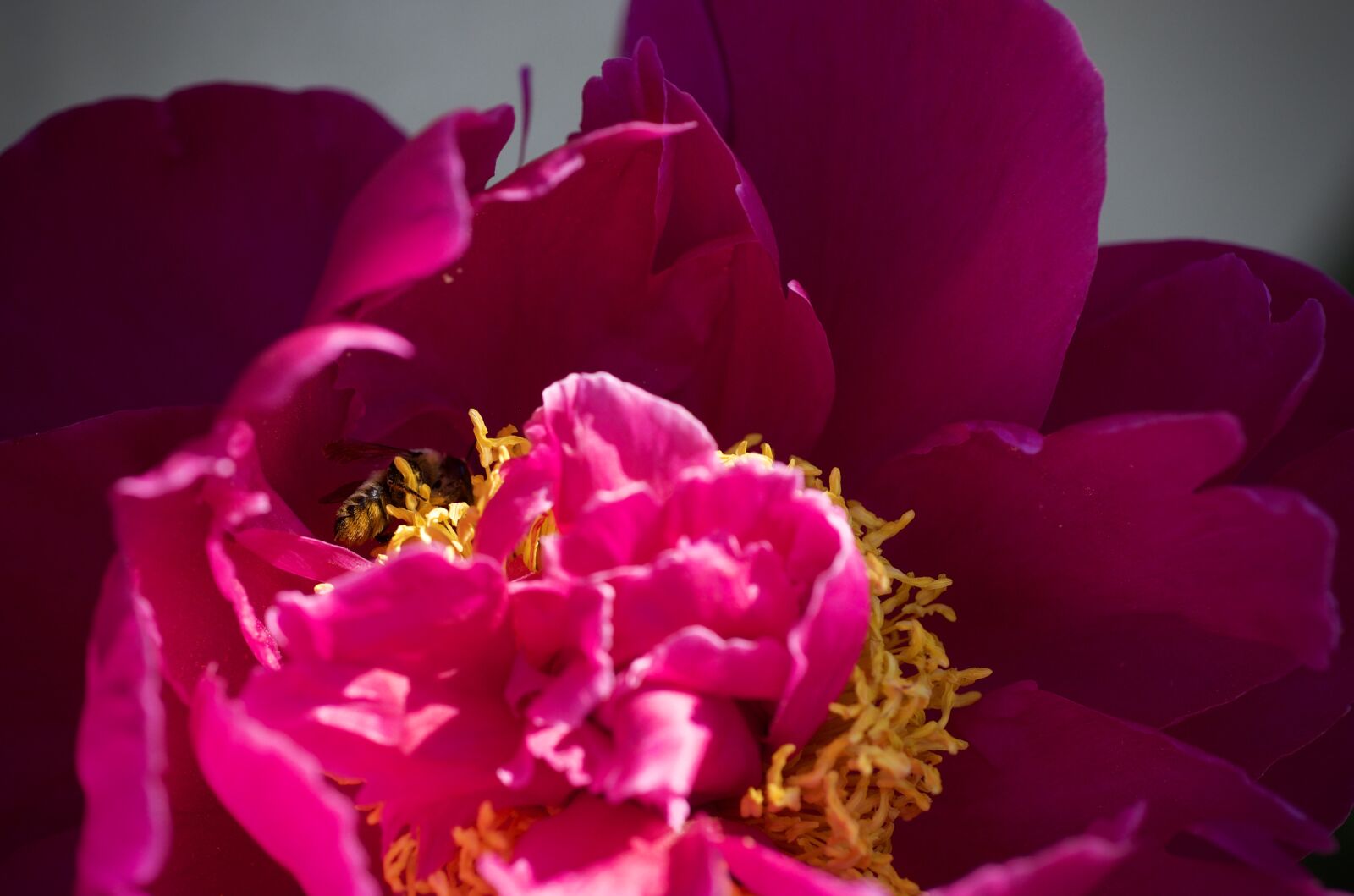 Nikon D600 sample photo. Peony, insect, bee photography