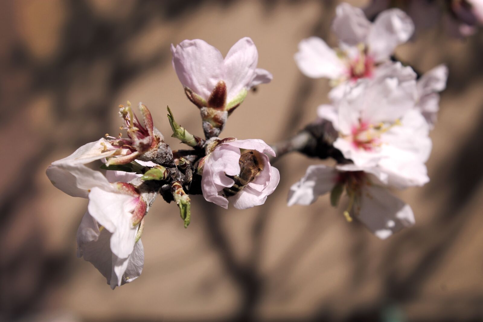 Canon EOS 1100D (EOS Rebel T3 / EOS Kiss X50) sample photo. Spring, bloom, branch photography