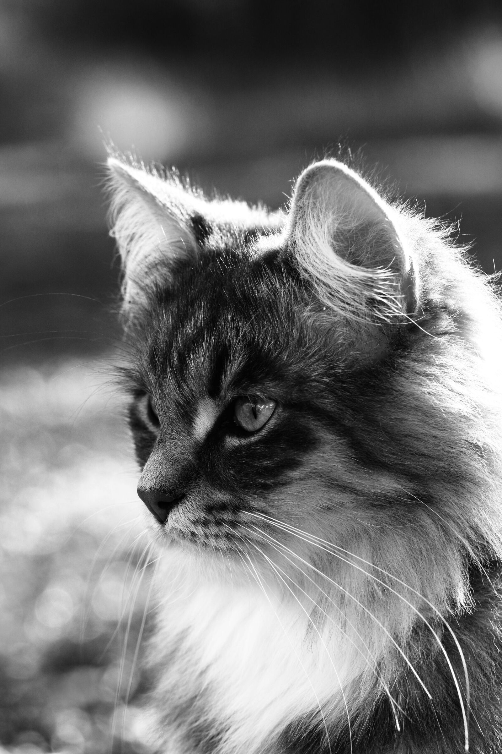 Canon EF 100mm F2.8L Macro IS USM sample photo. Cat, animal, pet photography