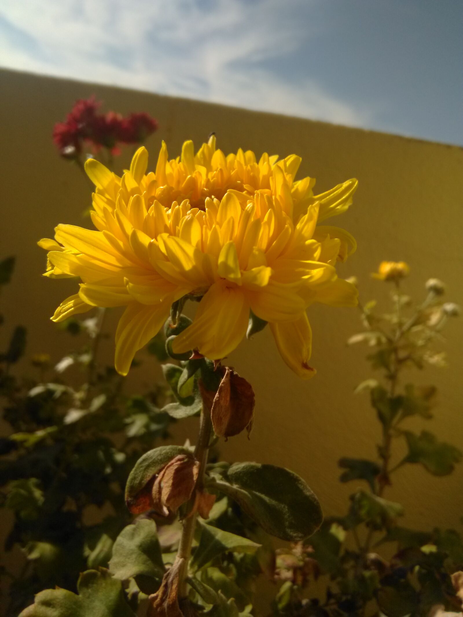 HMD Global Nokia 2 sample photo. Beautiful flowers, natural, green photography