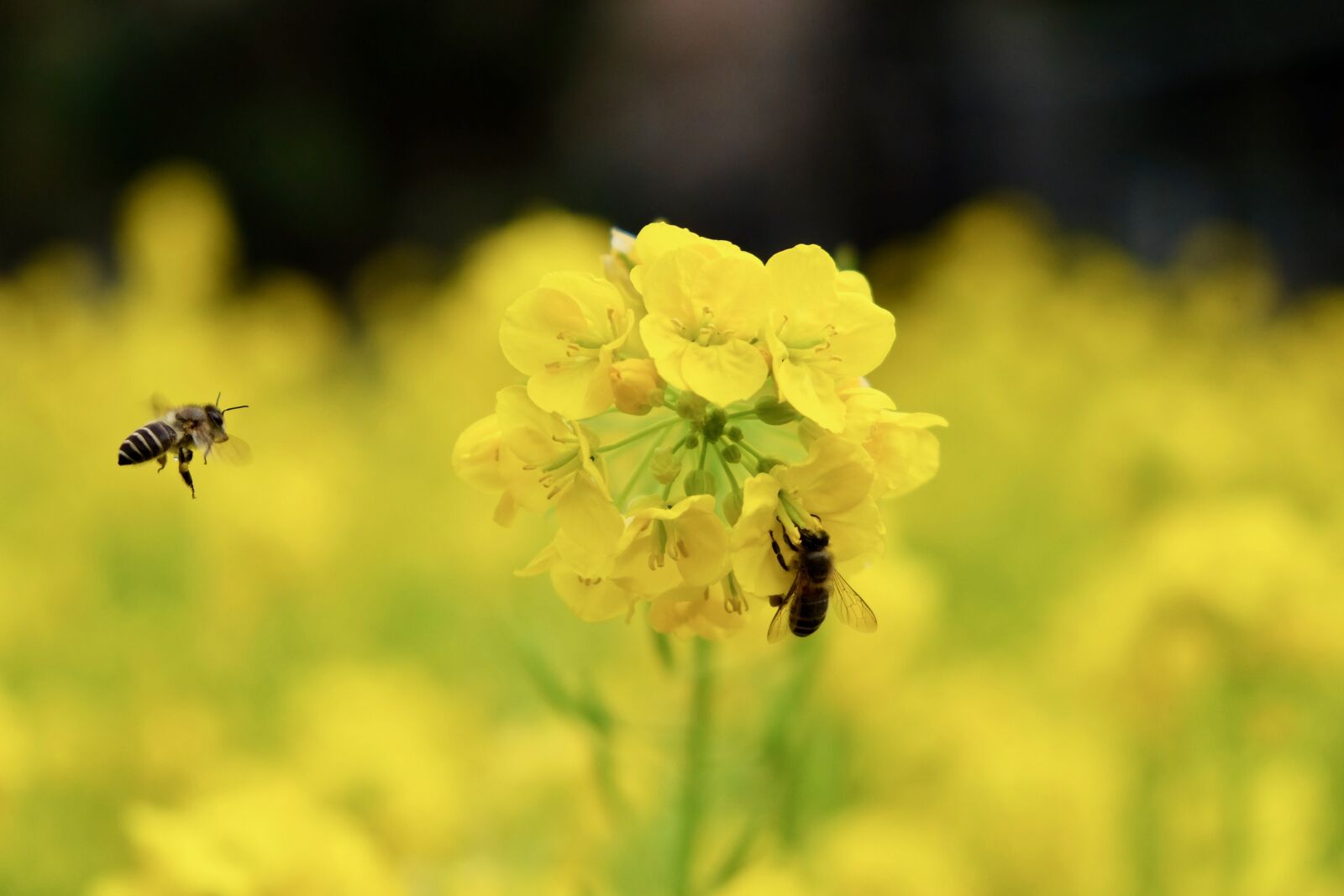 Fujifilm X-T10 sample photo. Greens, bees, yellow photography