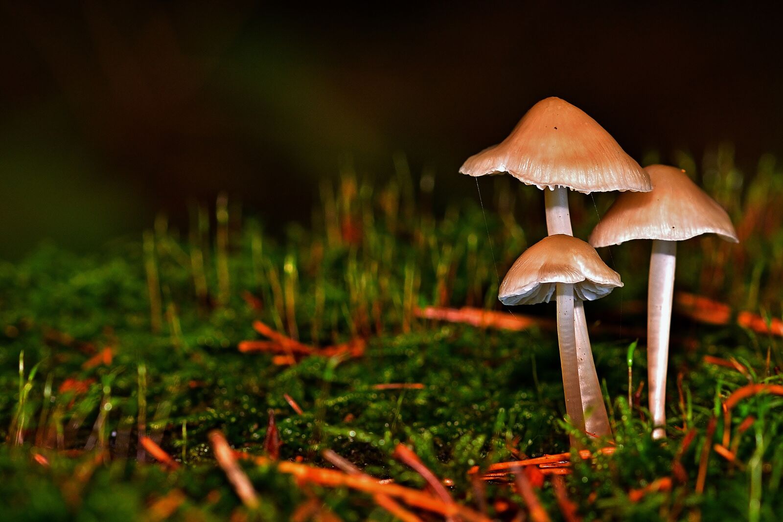 Nikon D5200 sample photo. Forest, mushrooms, screen mushrooms photography