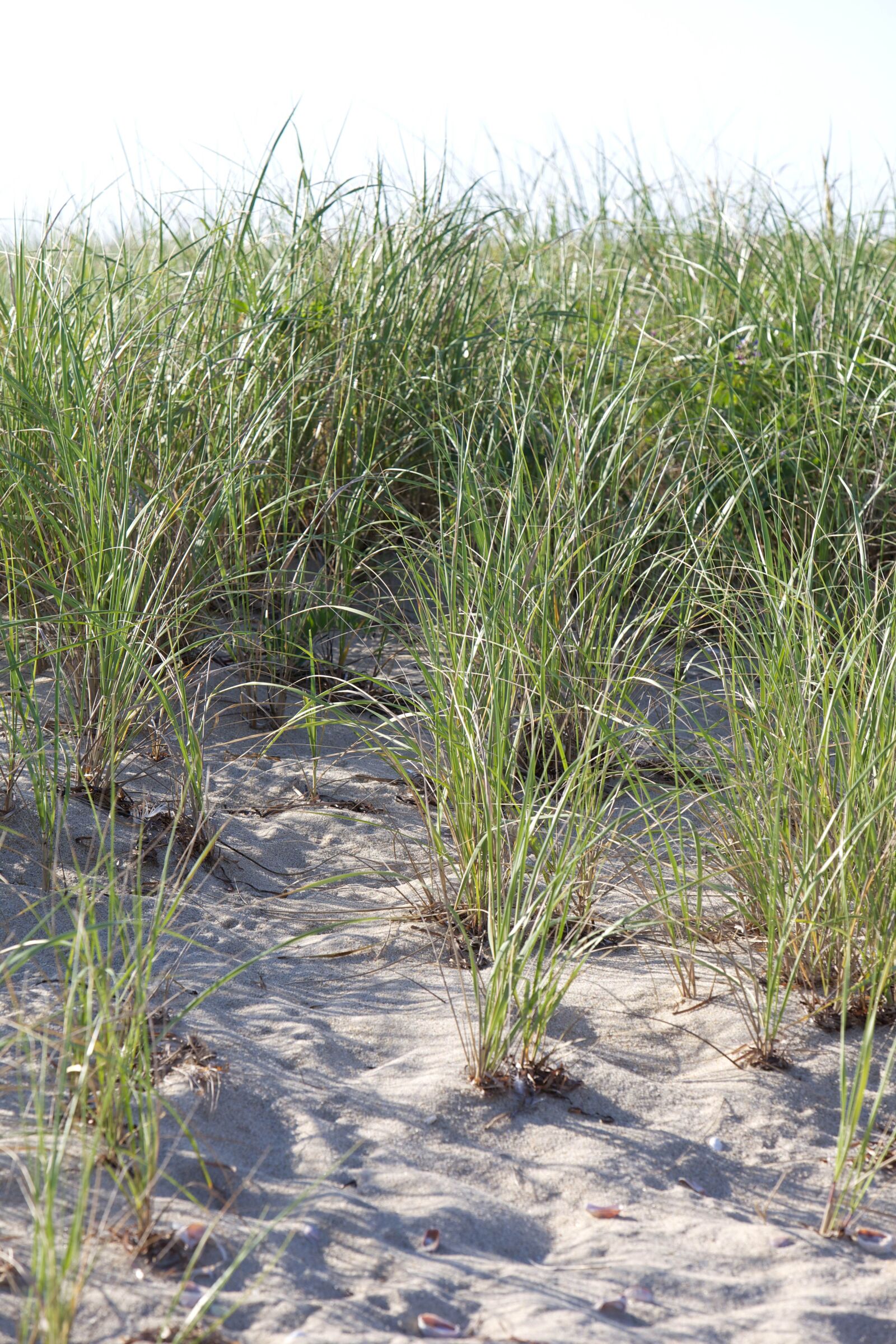 Canon EOS 5D Mark II sample photo. Beach, grasses photography