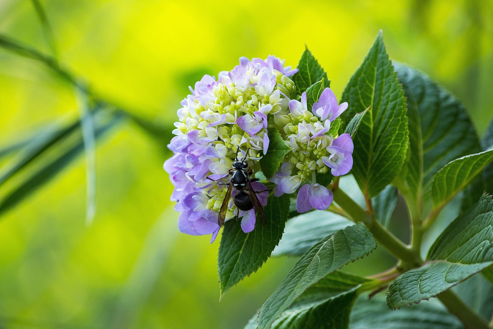 Nikon D7200 sample photo. Bee, flower, pollen photography