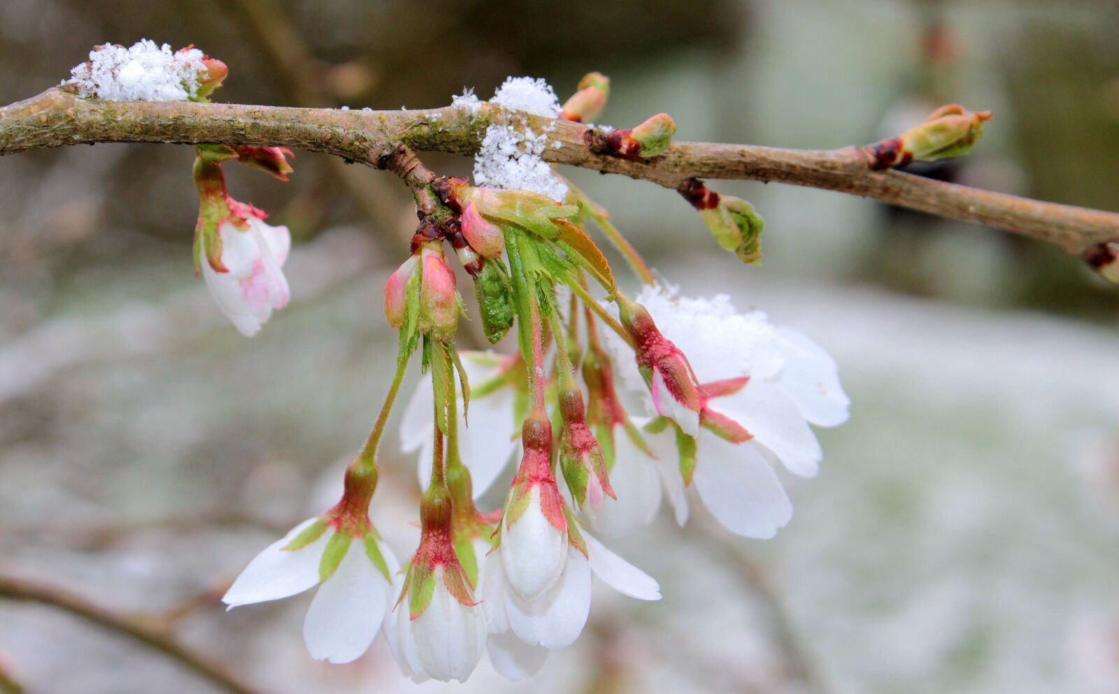 Canon EOS 650D (EOS Rebel T4i / EOS Kiss X6i) sample photo. Cherry blossom, japanese cherry photography