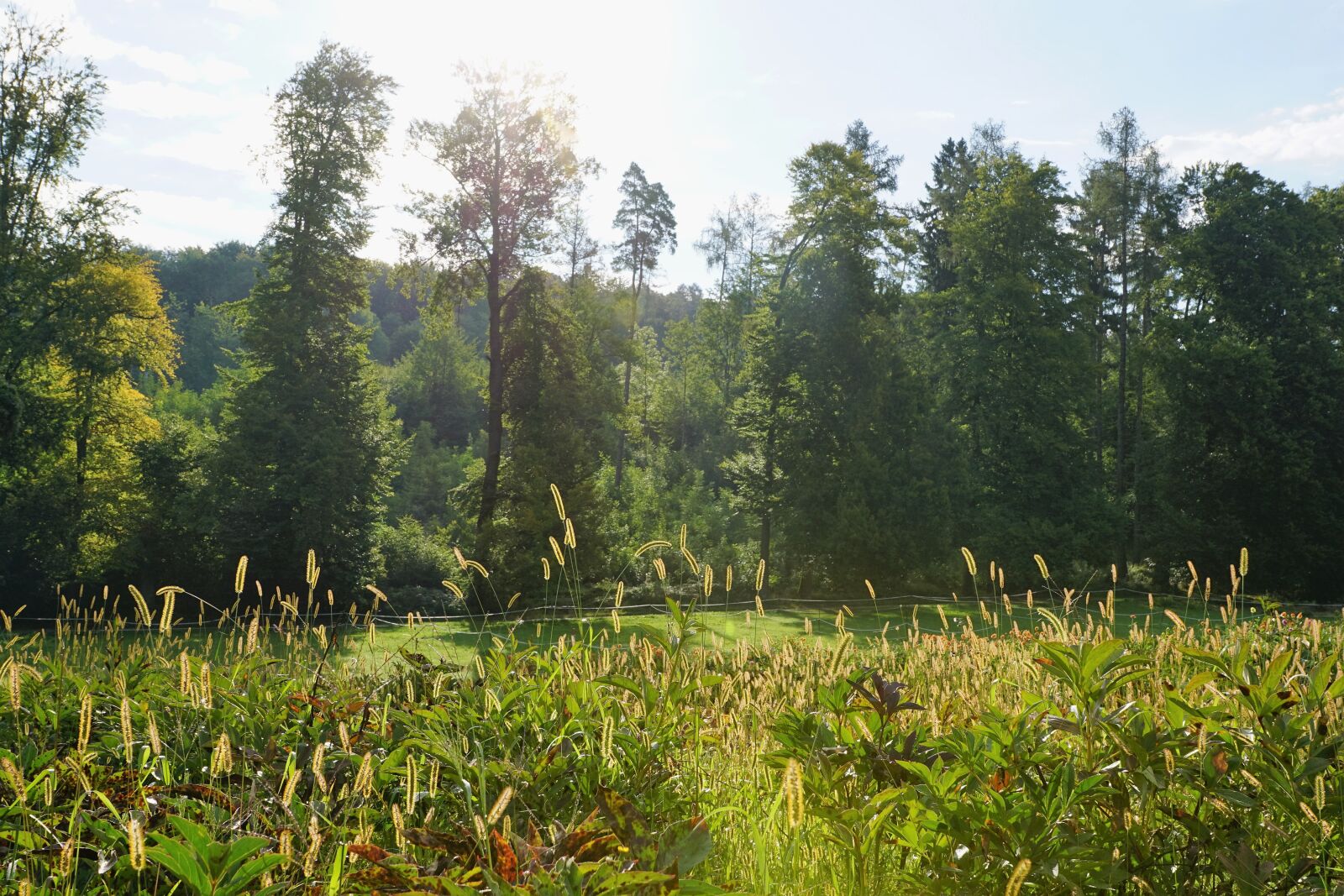 Sony ILCA-77M2 + Sony DT 16-50mm F2.8 SSM sample photo. Meadow, zollikon, switzerland photography