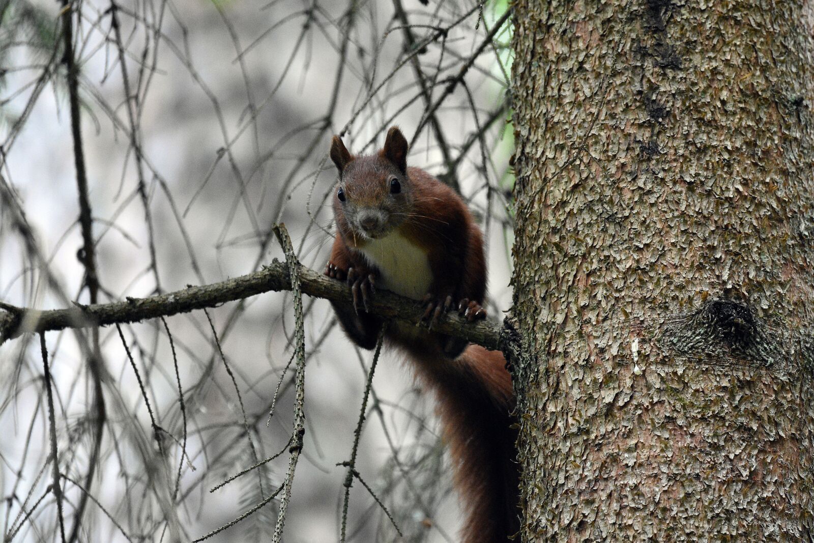 Nikon D3400 sample photo. The squirrel, animal, mammal photography