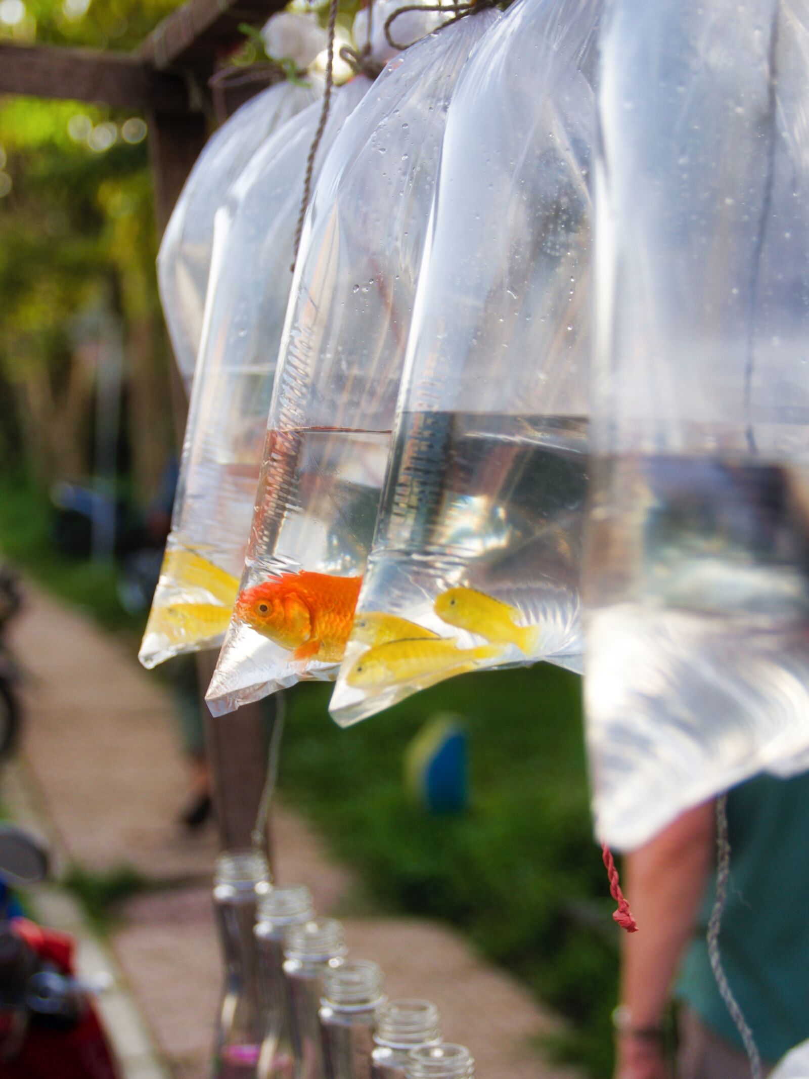 Pentax K-5 sample photo. Fish, street, carnival photography