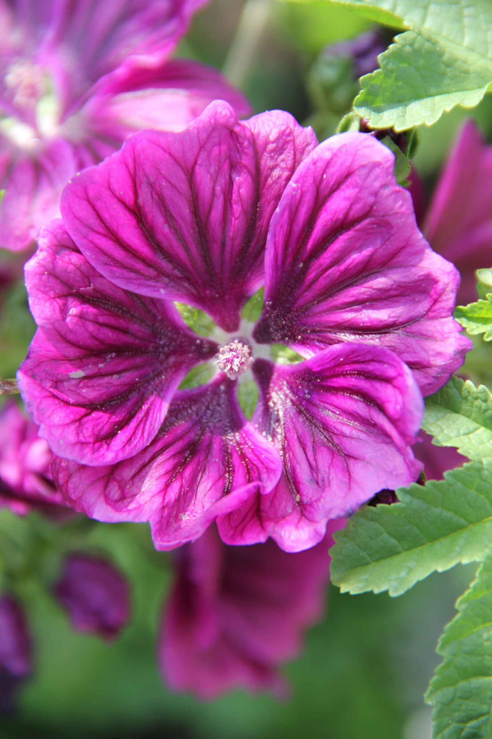 Canon EOS 550D (EOS Rebel T2i / EOS Kiss X4) sample photo. Flower, nature, blossom photography