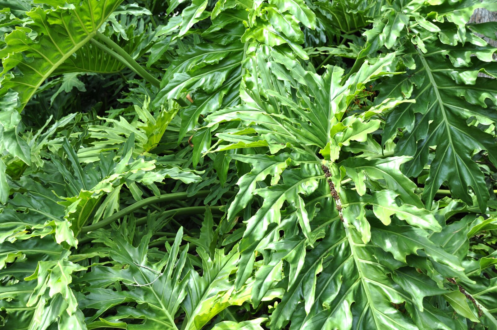 Nikon D90 sample photo. Tropical, leaf, leaves photography