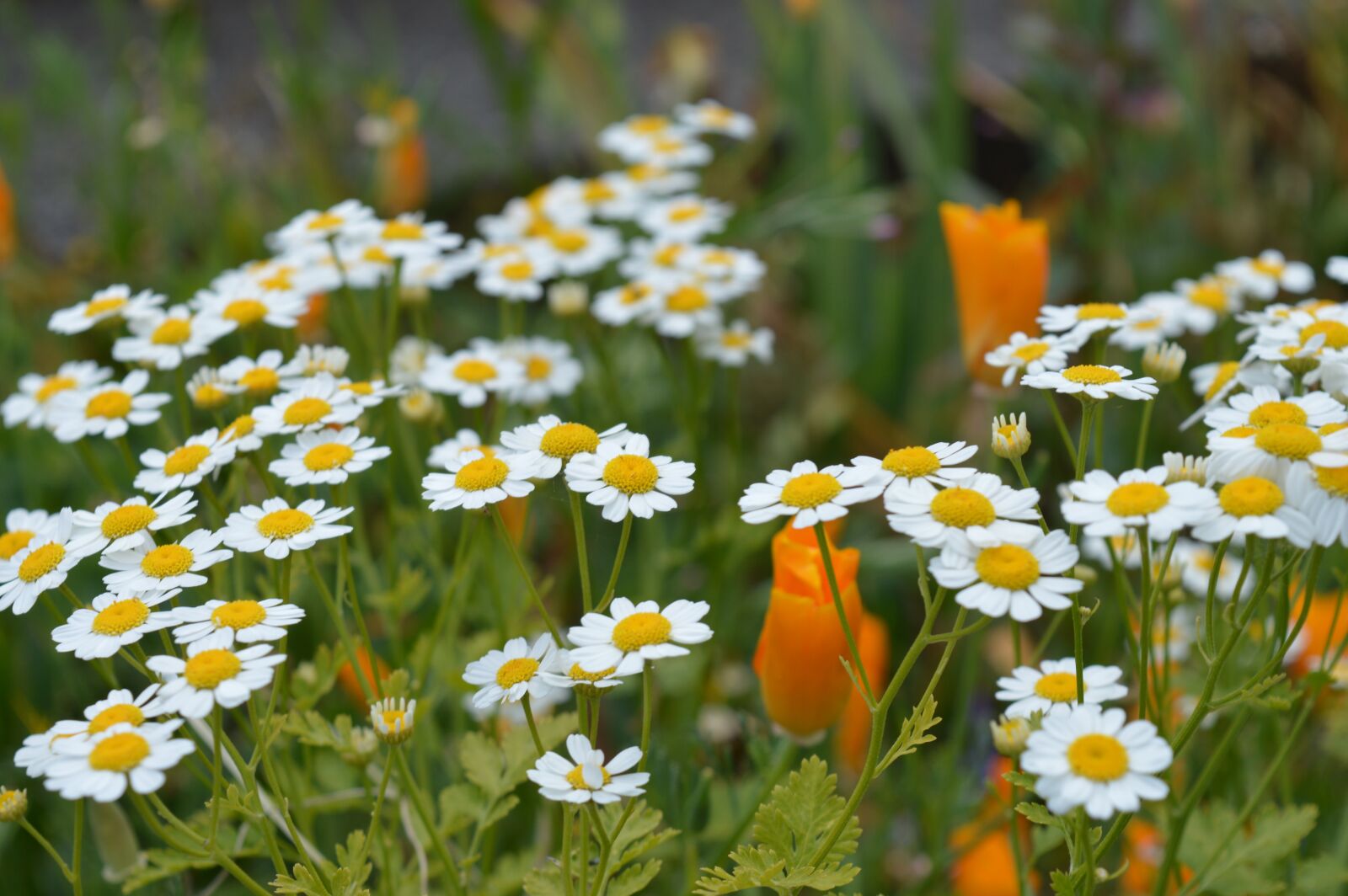 Nikon D3200 sample photo. Flowers, white, yellow photography