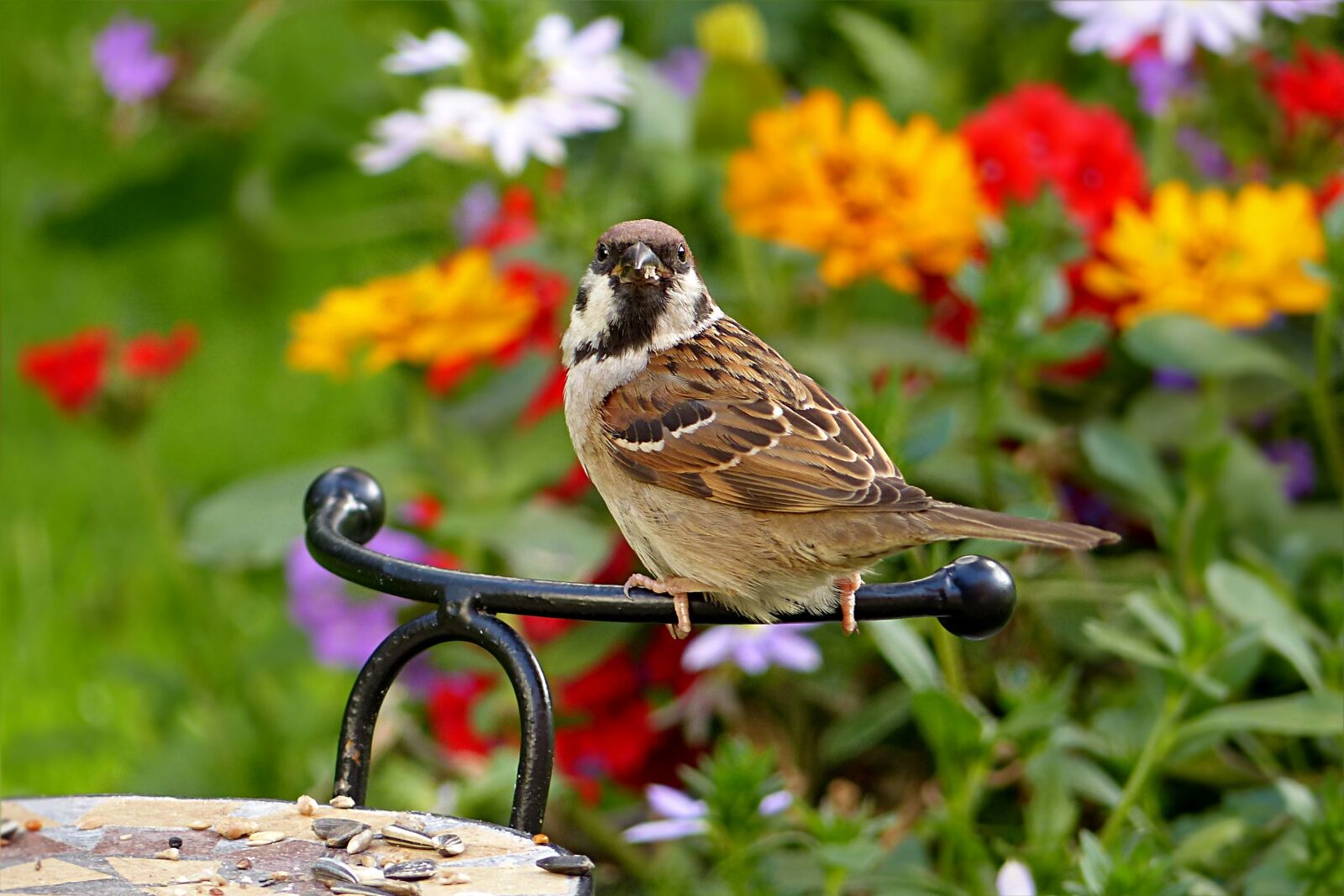 Panasonic Lumix DMC-FZ200 sample photo. Sparrow, passer domesticus, bird photography