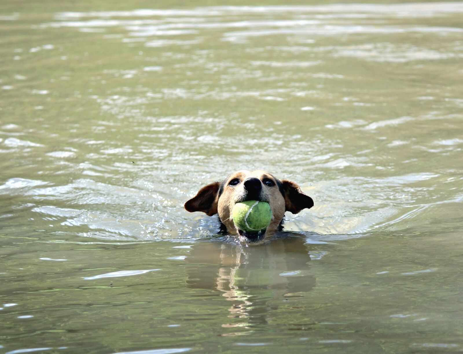 Canon EOS 1100D (EOS Rebel T3 / EOS Kiss X50) sample photo. Dog, water, river, swim photography