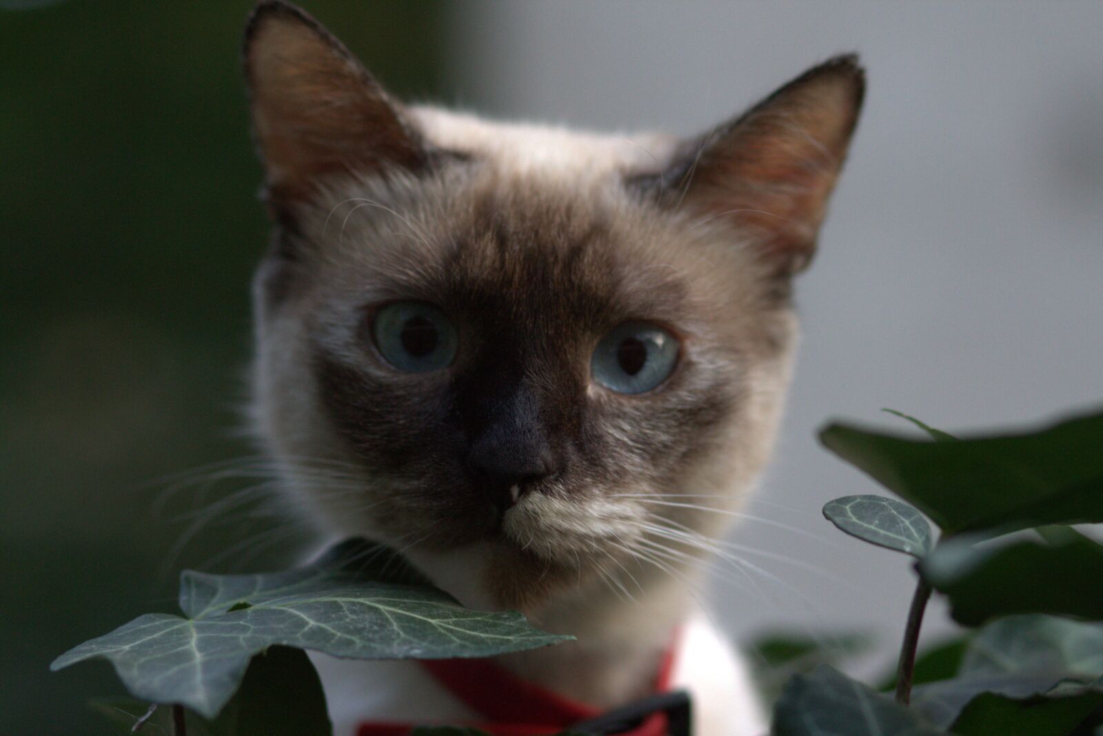 Canon EOS 700D (EOS Rebel T5i / EOS Kiss X7i) + Canon EF 85mm F1.8 USM sample photo. Cat, burmese, blue eyes photography