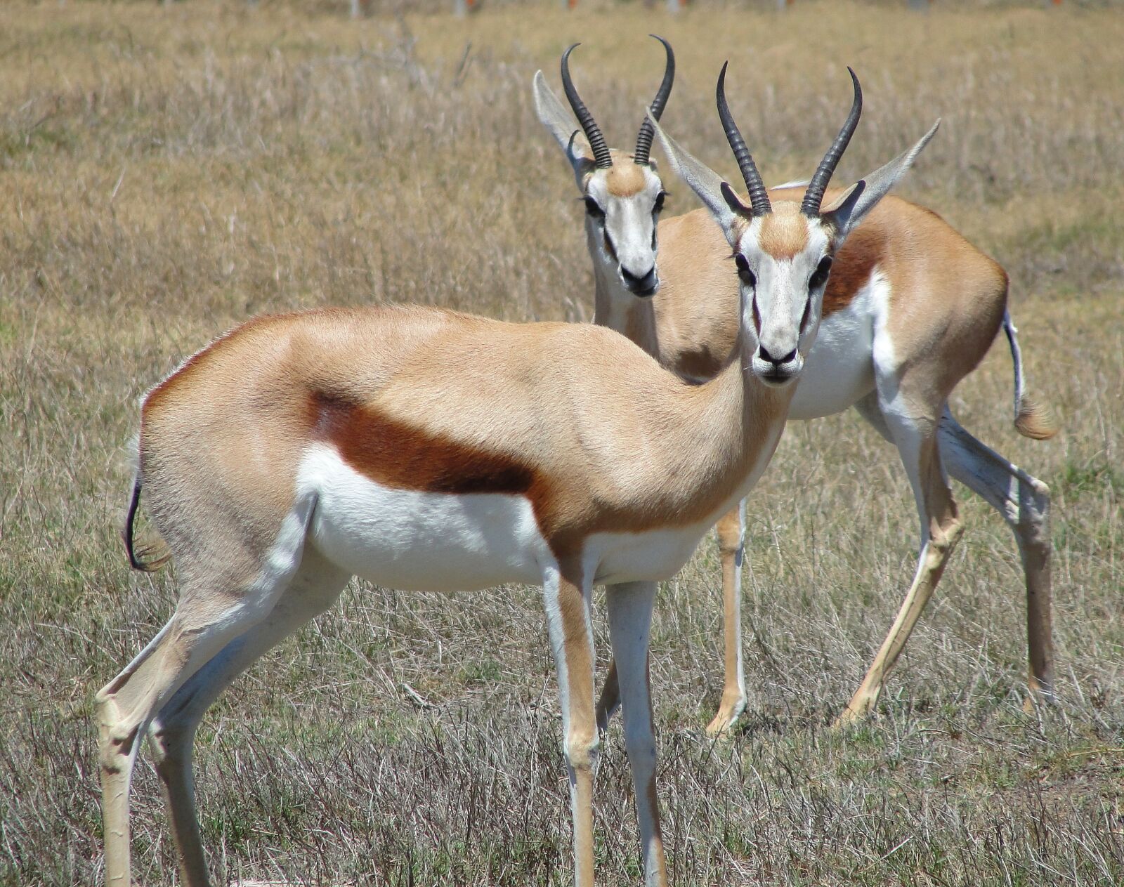 Sony Cyber-shot DSC-H20 sample photo. Springbok, antelope, africa photography