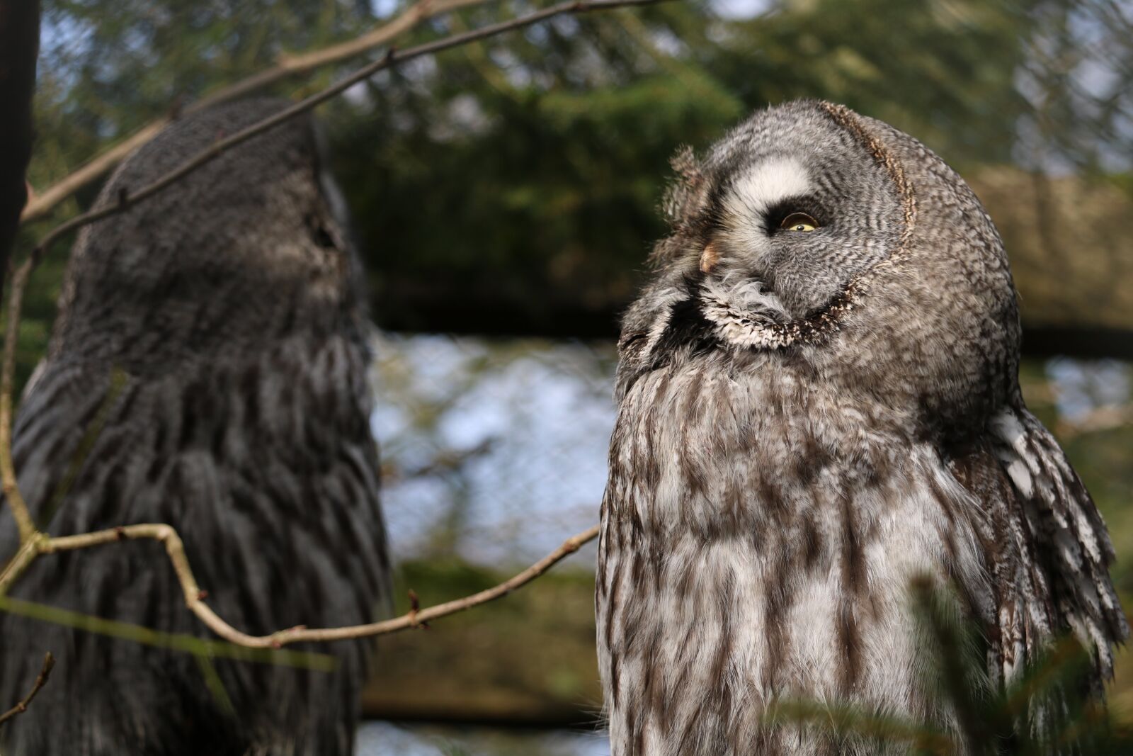 Canon EOS 750D (EOS Rebel T6i / EOS Kiss X8i) sample photo. Animal world, bird, nature photography