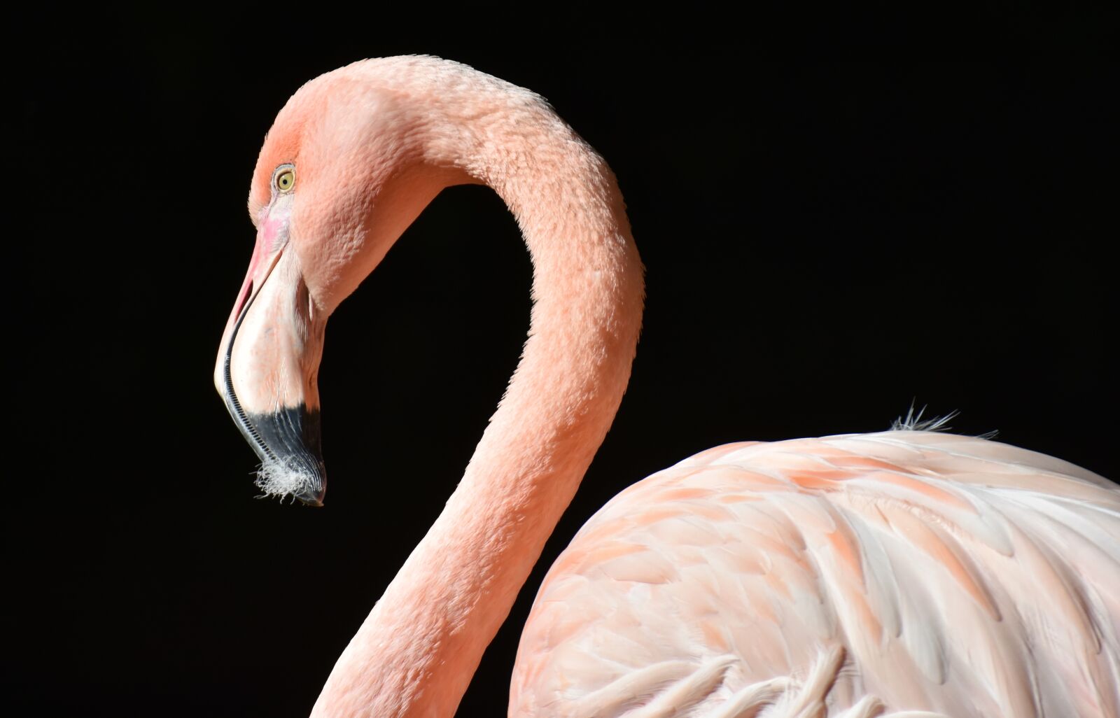 Nikon D7200 sample photo. Flamingo, bird, colorful photography