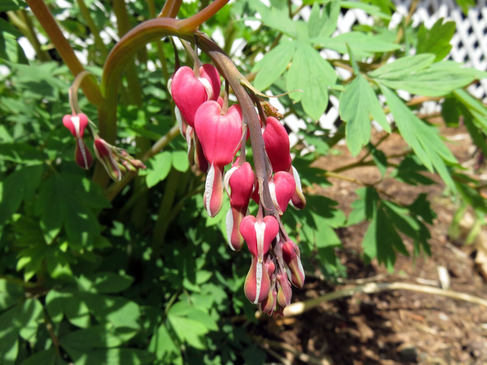 Canon PowerShot SX710 HS sample photo. Bleeding heart, plant, flower photography