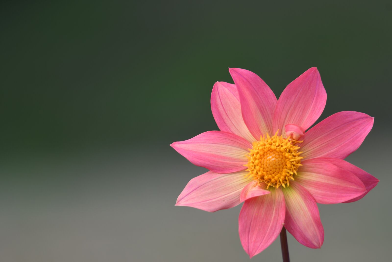 Nikon D500 sample photo. Dahlia, pink dahlia, flower photography