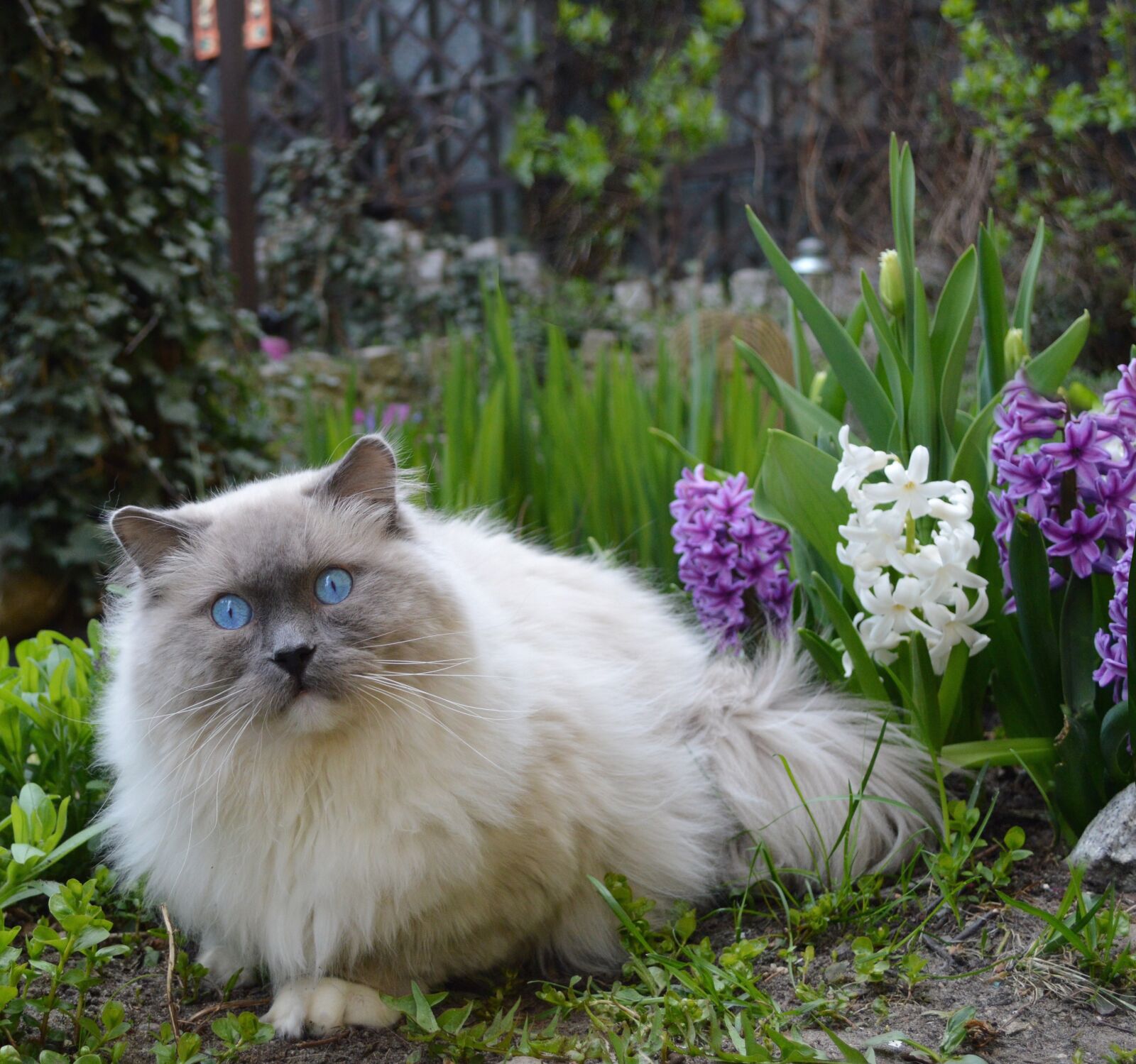 Nikon D3200 sample photo. Ragdoll, cat, kittens photography