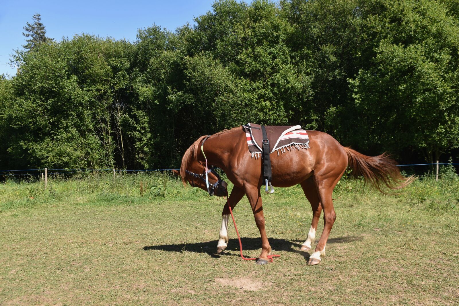 Nikon D5600 sample photo. Horse, horse walker, horse photography