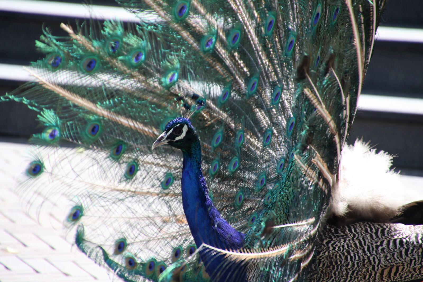 Canon EOS 7D Mark II sample photo. Animal, bird, blue, blue photography