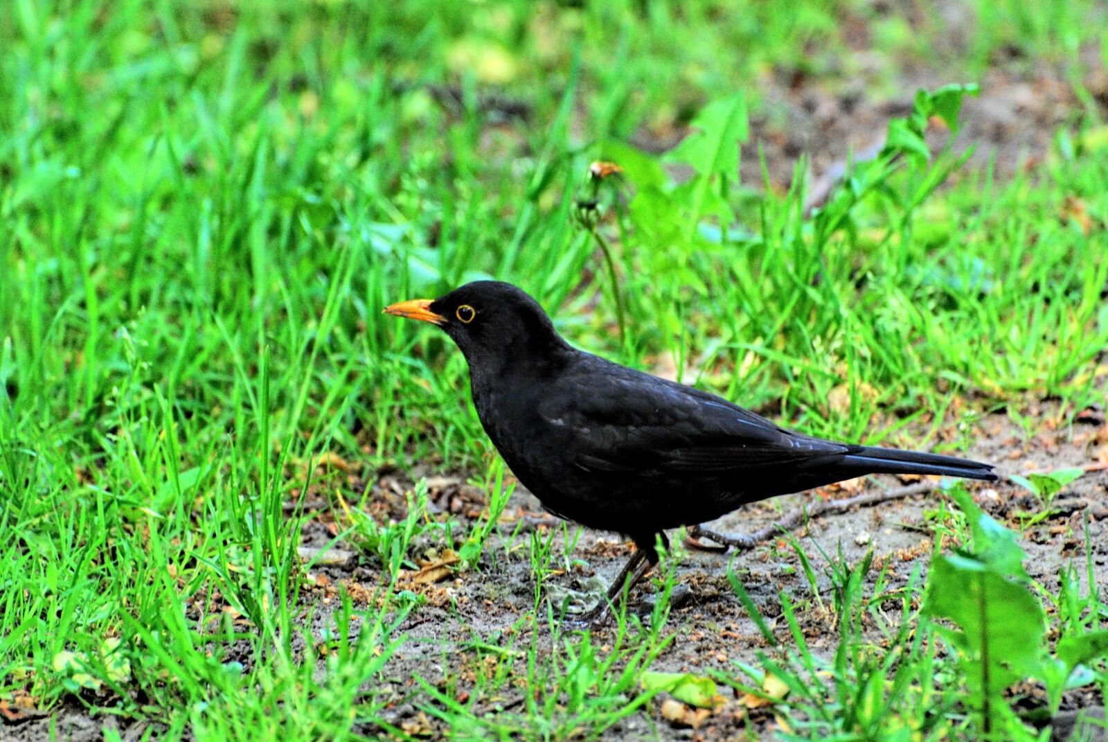 Nikon D80 sample photo. Bird, nature, animal photography