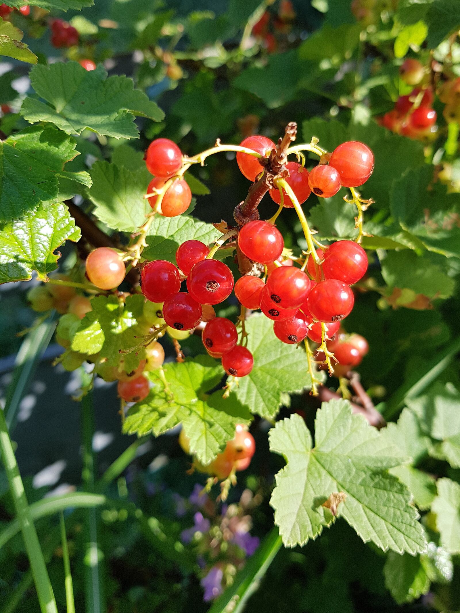 Samsung Galaxy S7 Edge sample photo. Currants, fruits, red photography