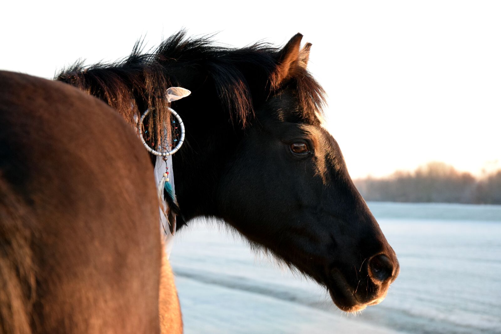 Nikon D3300 sample photo. Horse, dream catcher, winter photography