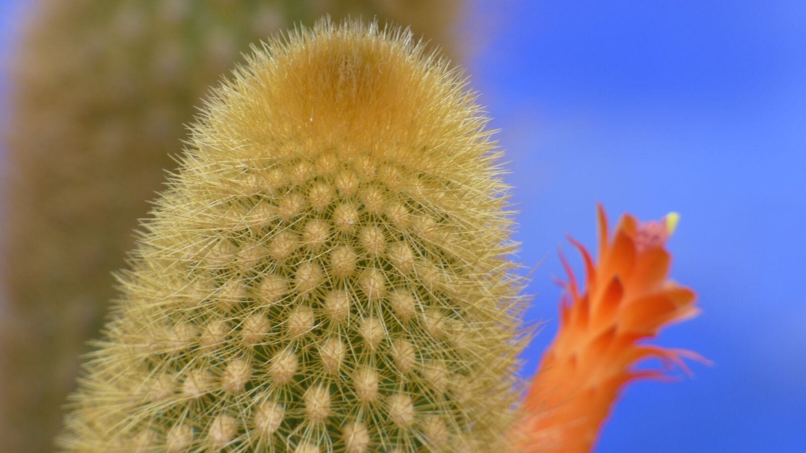 Panasonic DMC-FZ72 sample photo. Cactus, landscape, plant photography