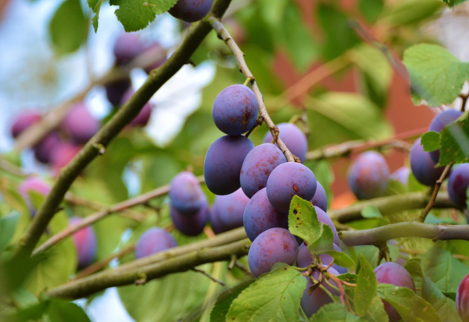 Nikon D5200 sample photo. Plums, plum tree, fruit photography