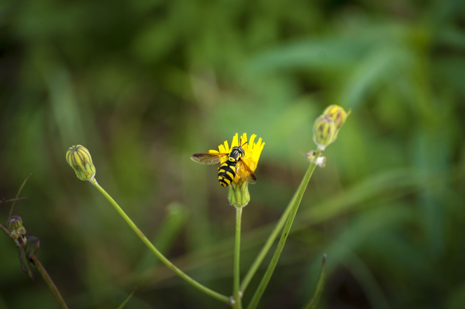 Nikon D3200 sample photo. Wasp, insect, wild flower photography