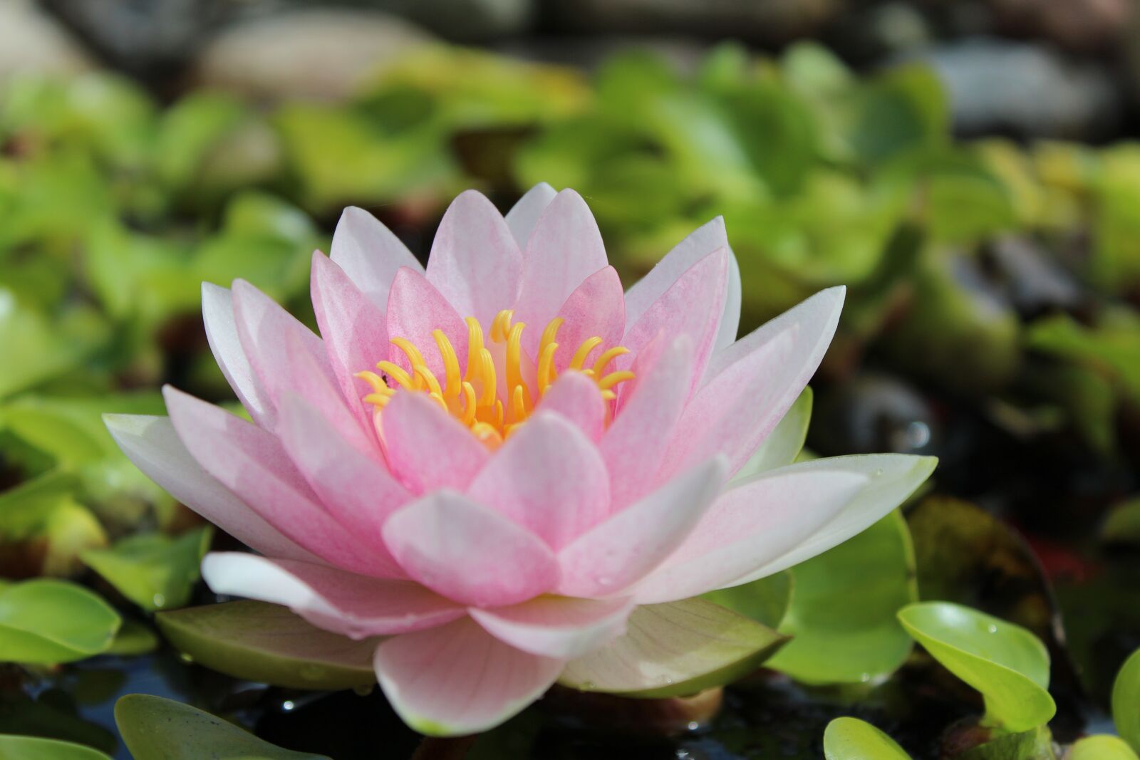 Canon EOS 1200D (EOS Rebel T5 / EOS Kiss X70 / EOS Hi) sample photo. Water lily, nuphar lutea photography