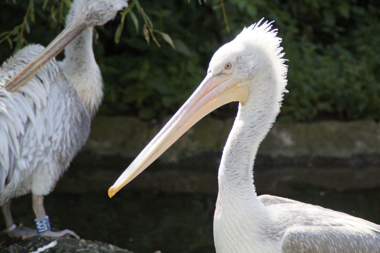 Sony SLT-A58 sample photo. Dalmatian pelican, pelikan, plumage photography