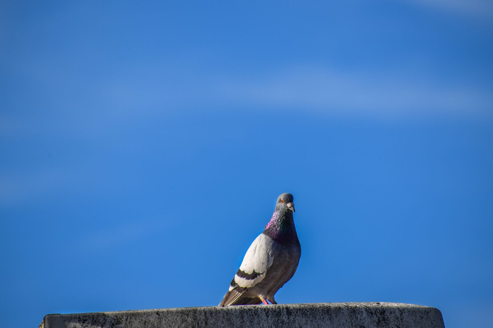 Nikon D3300 sample photo. Animal, beak, beautiful photography