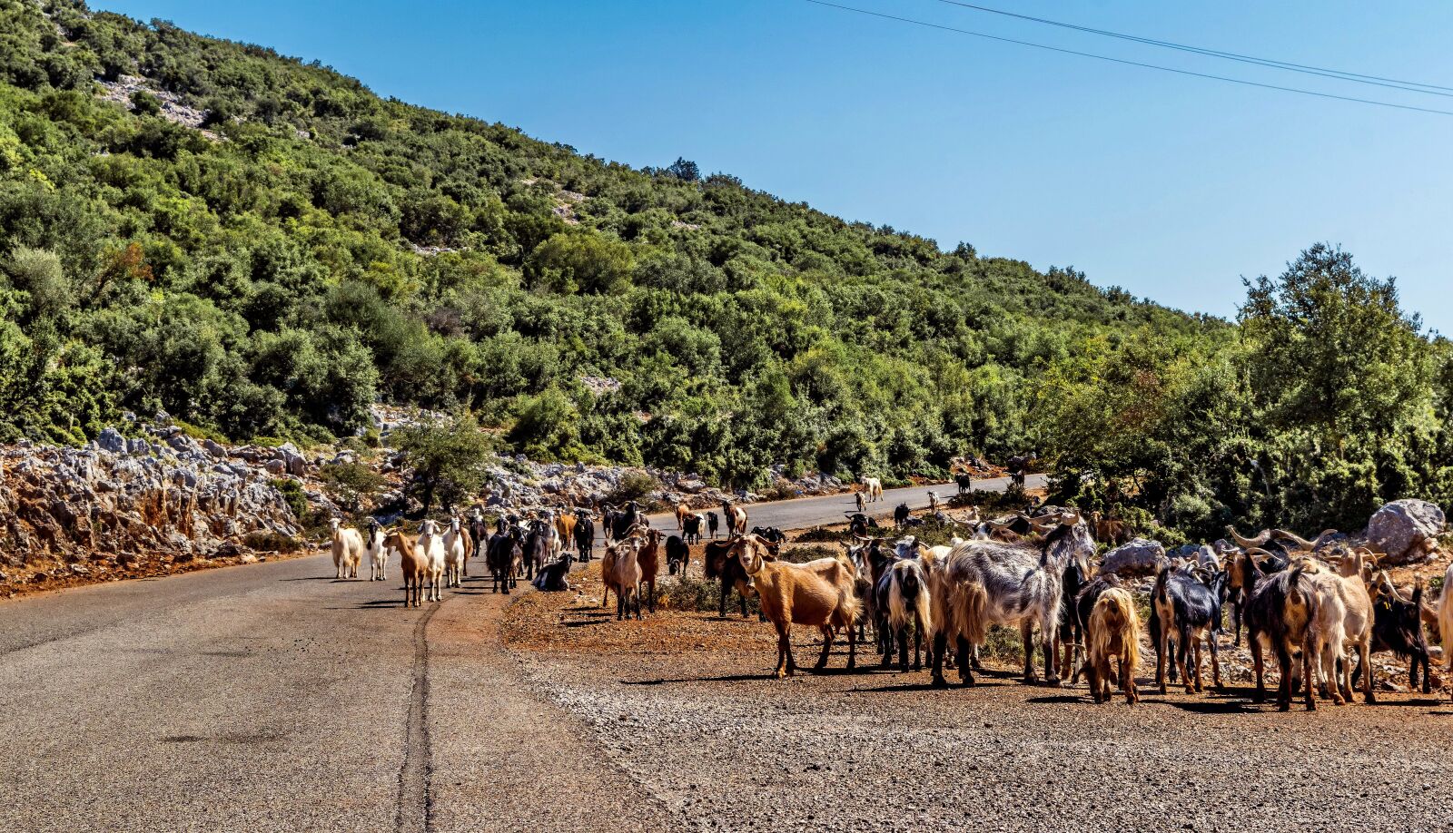 Nikon D3300 sample photo. Animals, outdoors, goats photography
