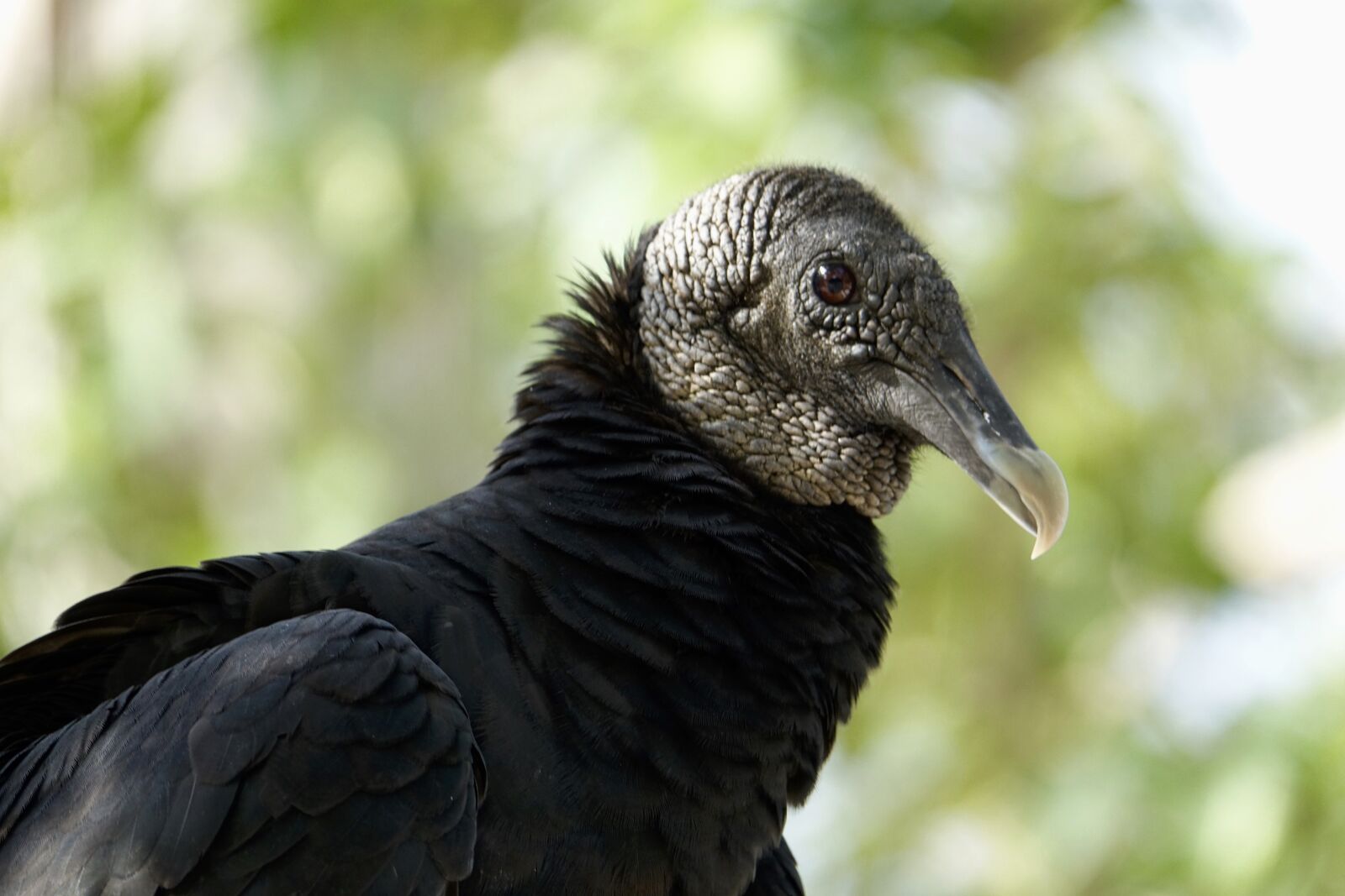 Sony Cyber-shot DSC-RX10 III sample photo. Vulture, buzzard, bird photography