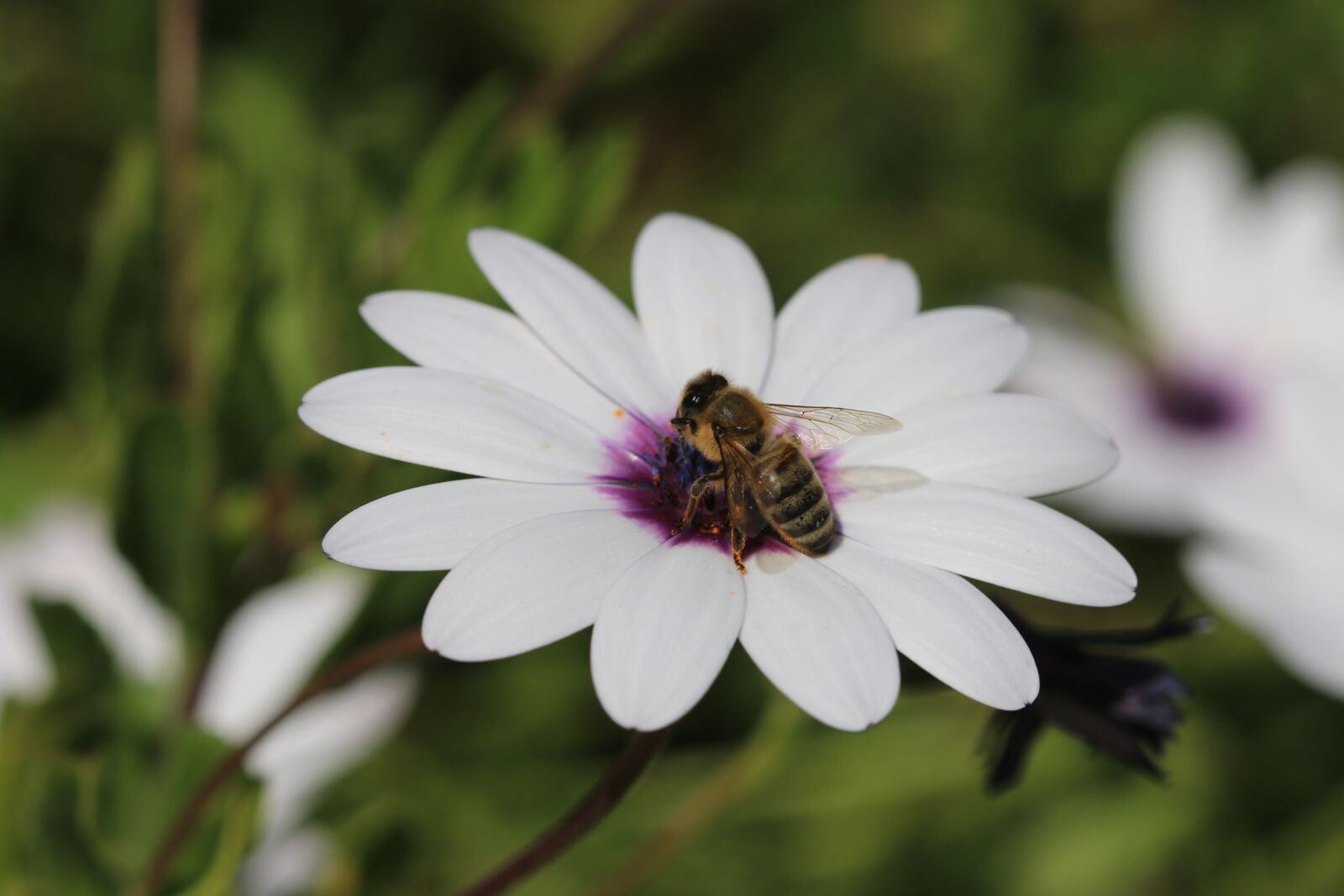 Canon EOS 70D + Canon EF 100mm F2.8 Macro USM sample photo. Daisy, white, flower photography