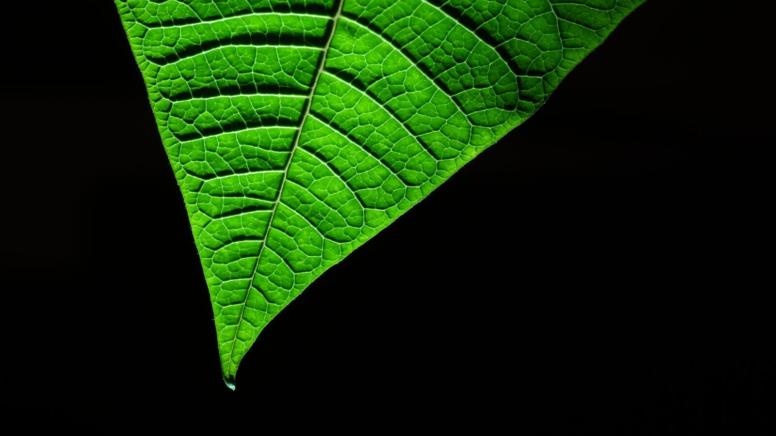 Sony ILCA-77M2 sample photo. Green, leaf, nature photography