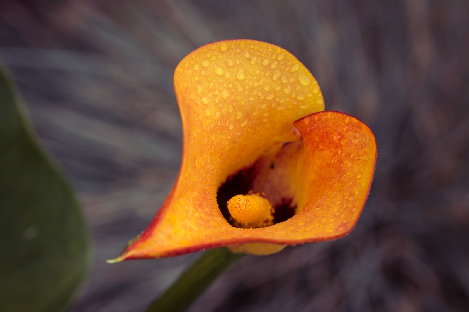 Canon EOS 70D sample photo. Zantedeschia, calla, kalla photography