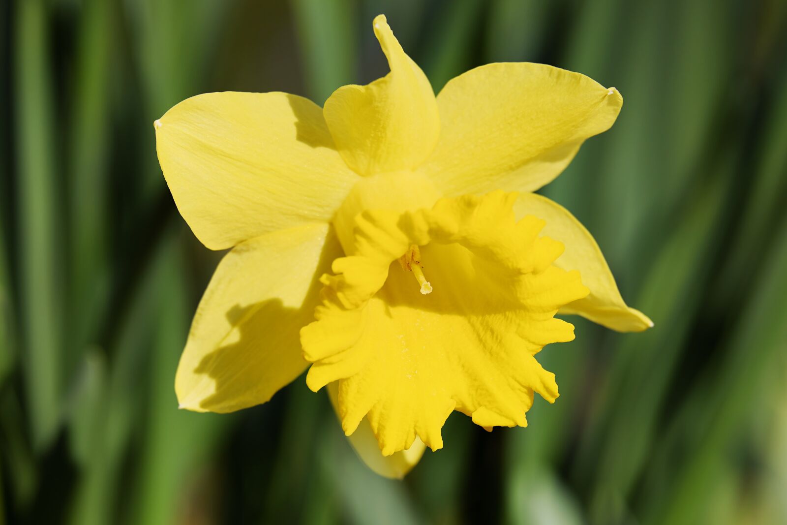 Fujifilm X-T10 sample photo. Daffodil, narcissus, flower photography