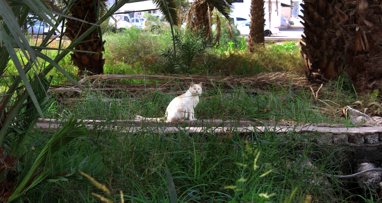 Canon EOS 1200D (EOS Rebel T5 / EOS Kiss X70 / EOS Hi) sample photo. Animal, cat, forest, maddinah photography