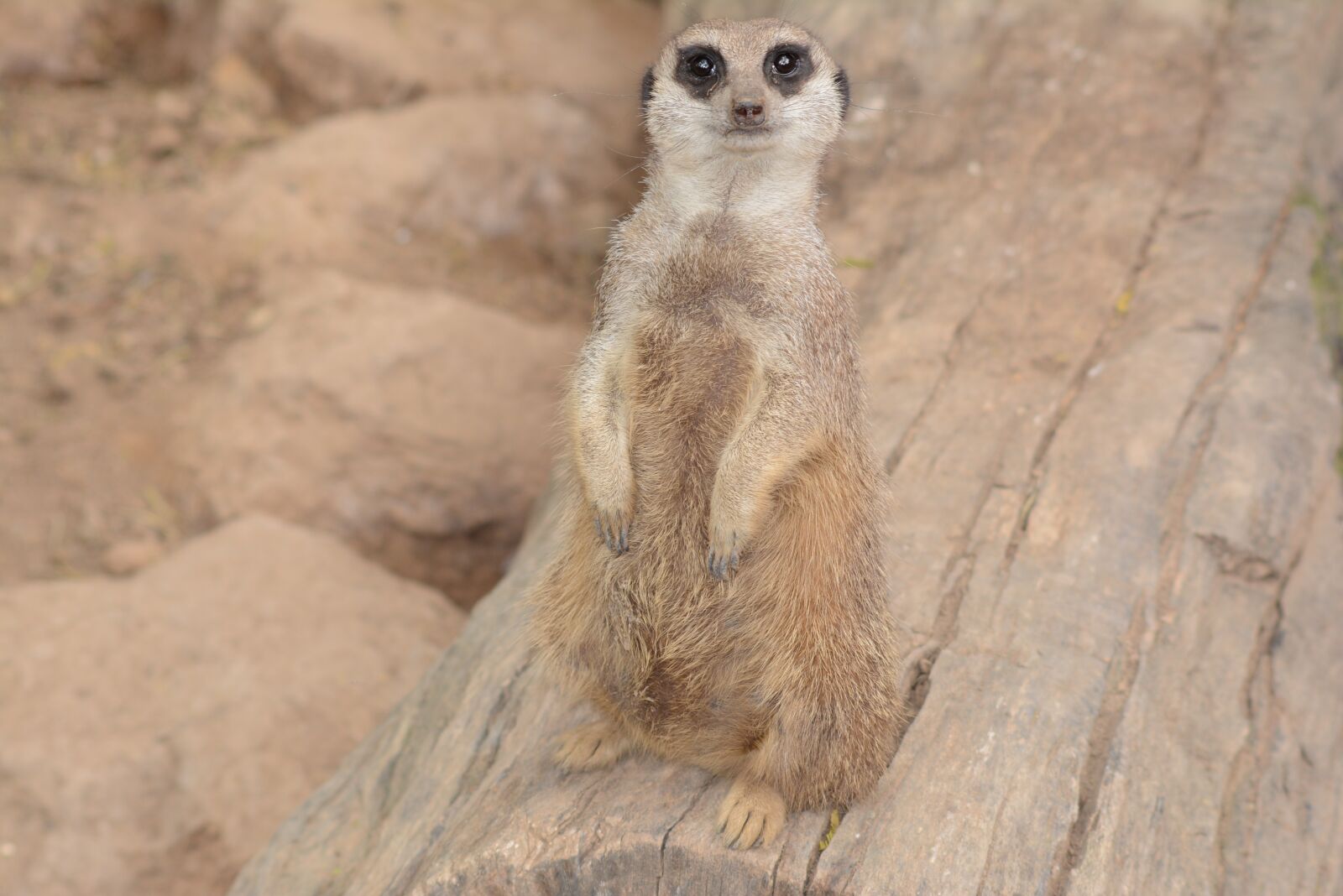 Nikon D5200 sample photo. Meerkat, wild animal, nature photography