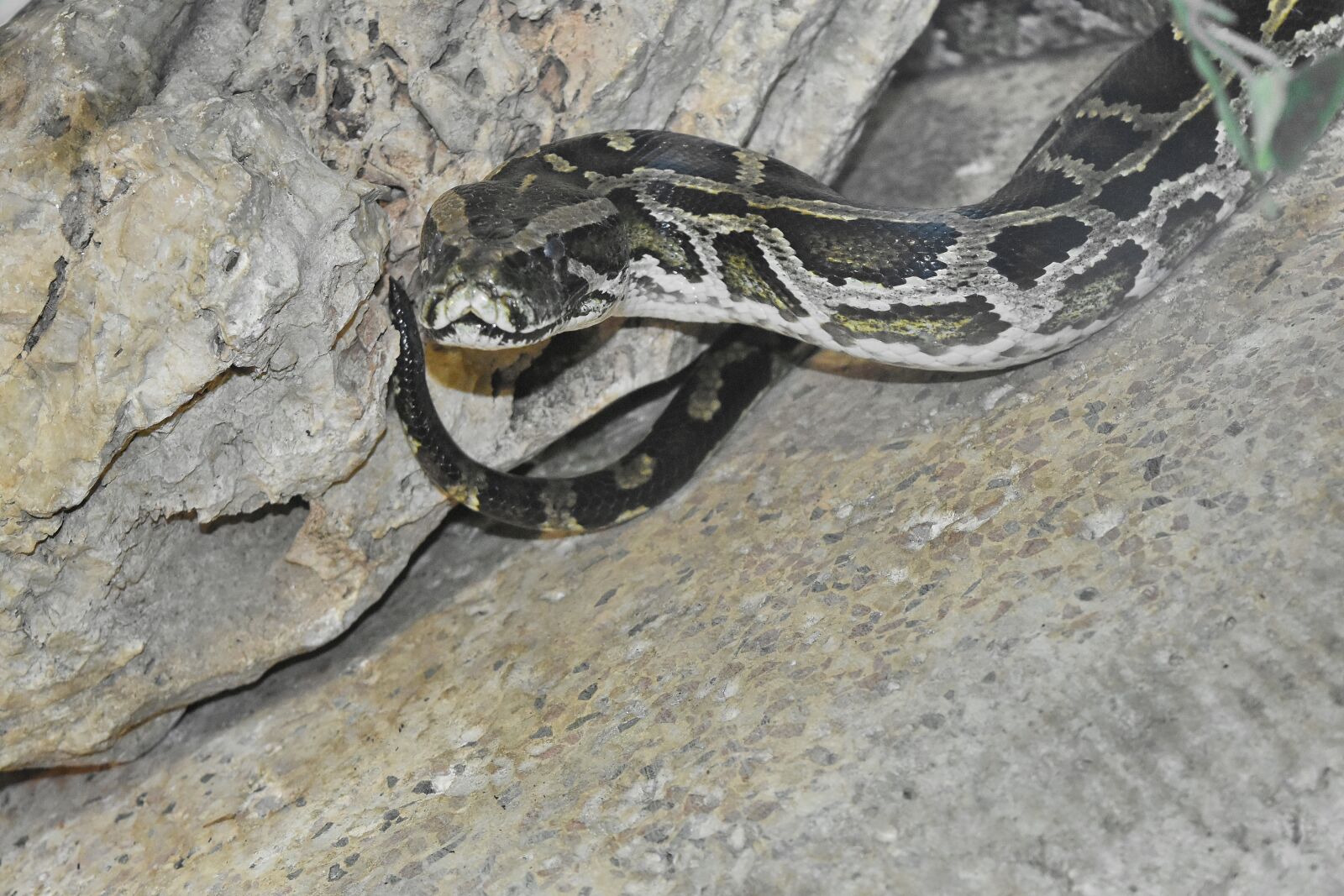 Nikon D5500 sample photo. Python, snake, reptile, nature photography