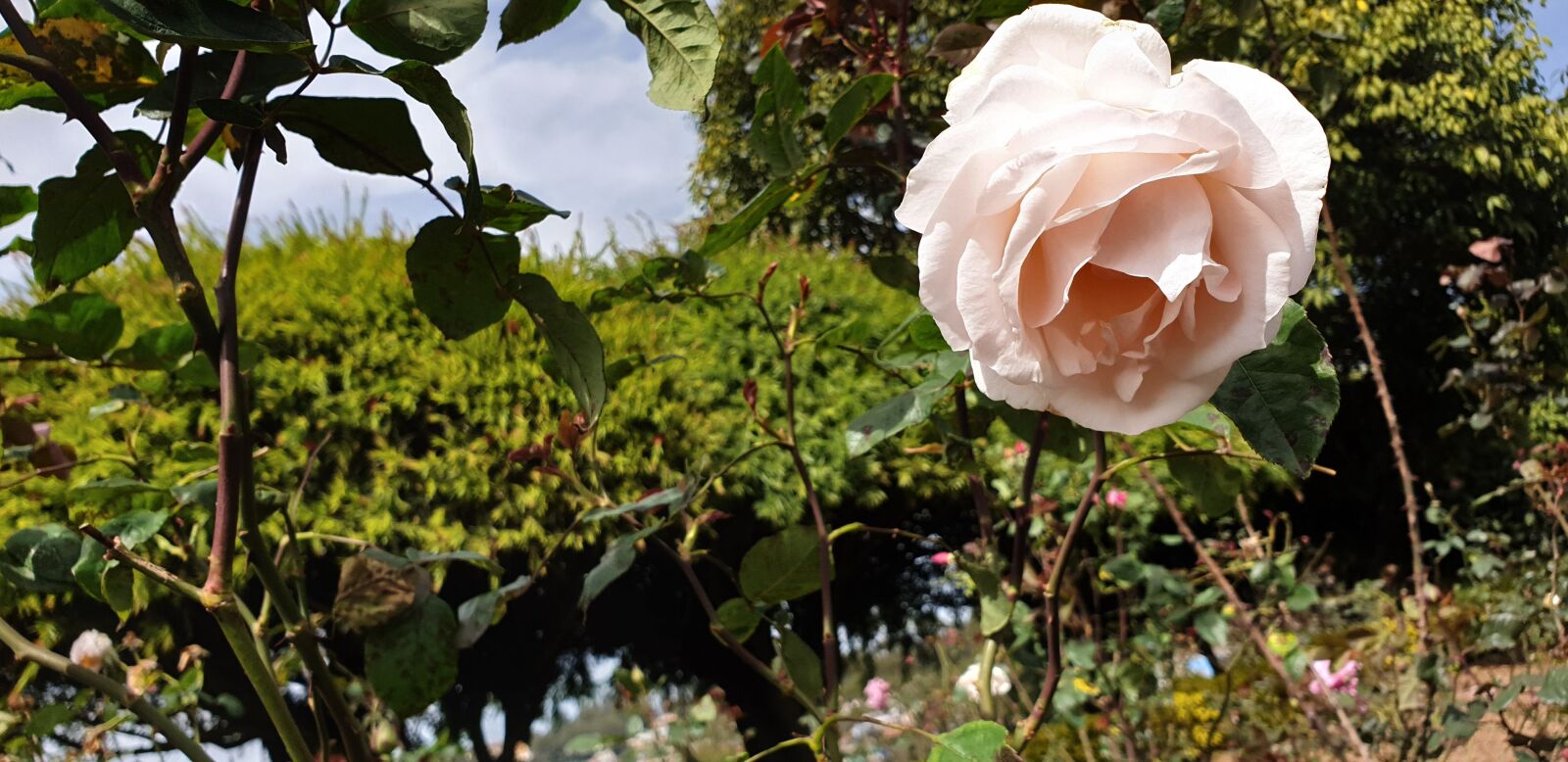 Samsung Galaxy Note9 sample photo. Garden plants, rose flower photography