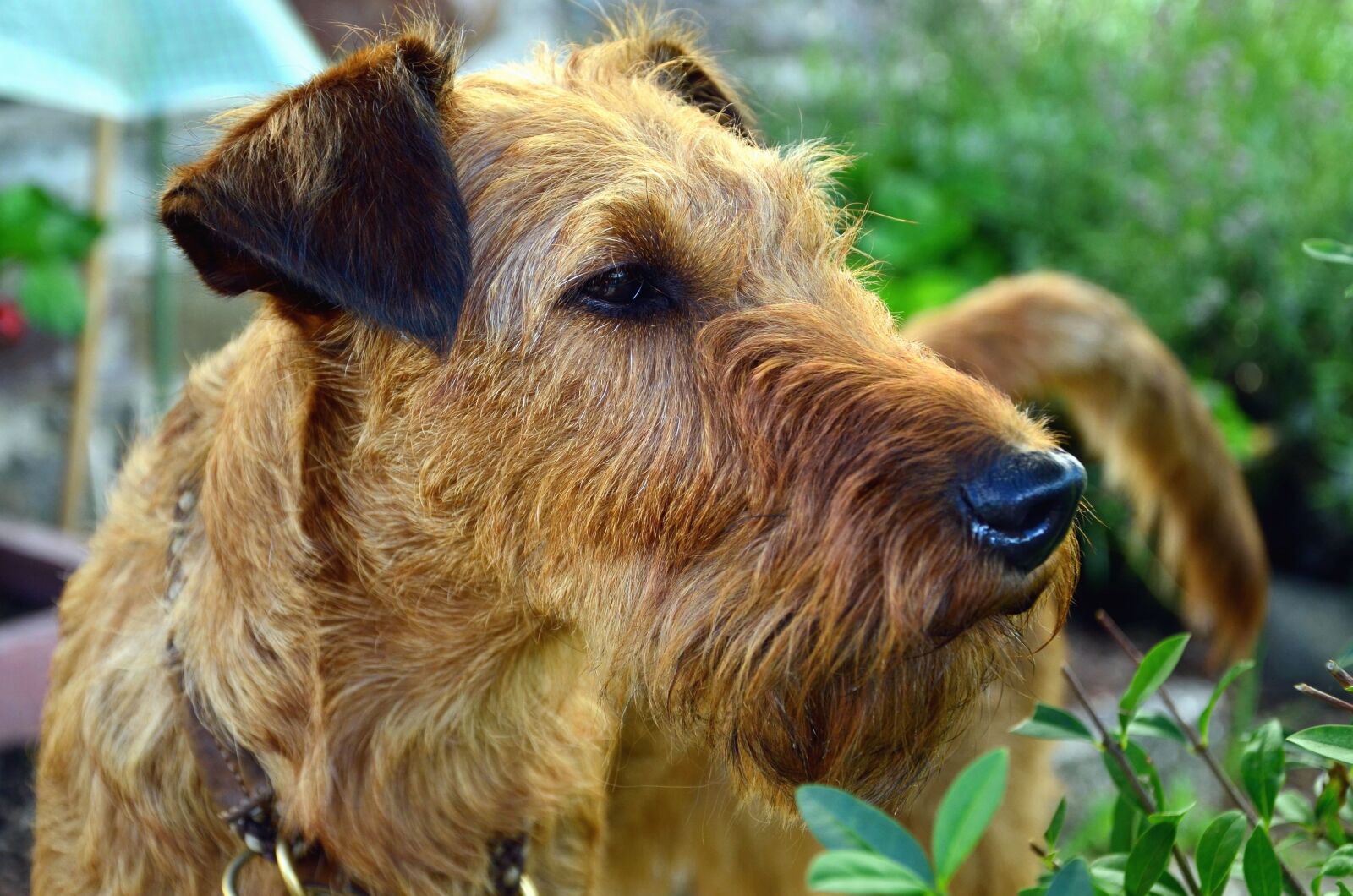 Nikon D5100 sample photo. Dog, animal, domestic animal photography